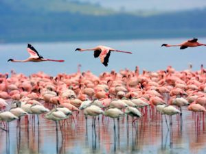 Lake Nakuru Day Trip Safari