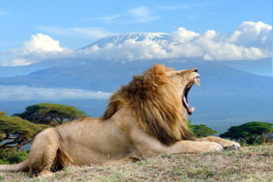 Kilimanjaro Lion3